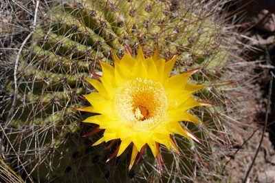 cactus en flor...